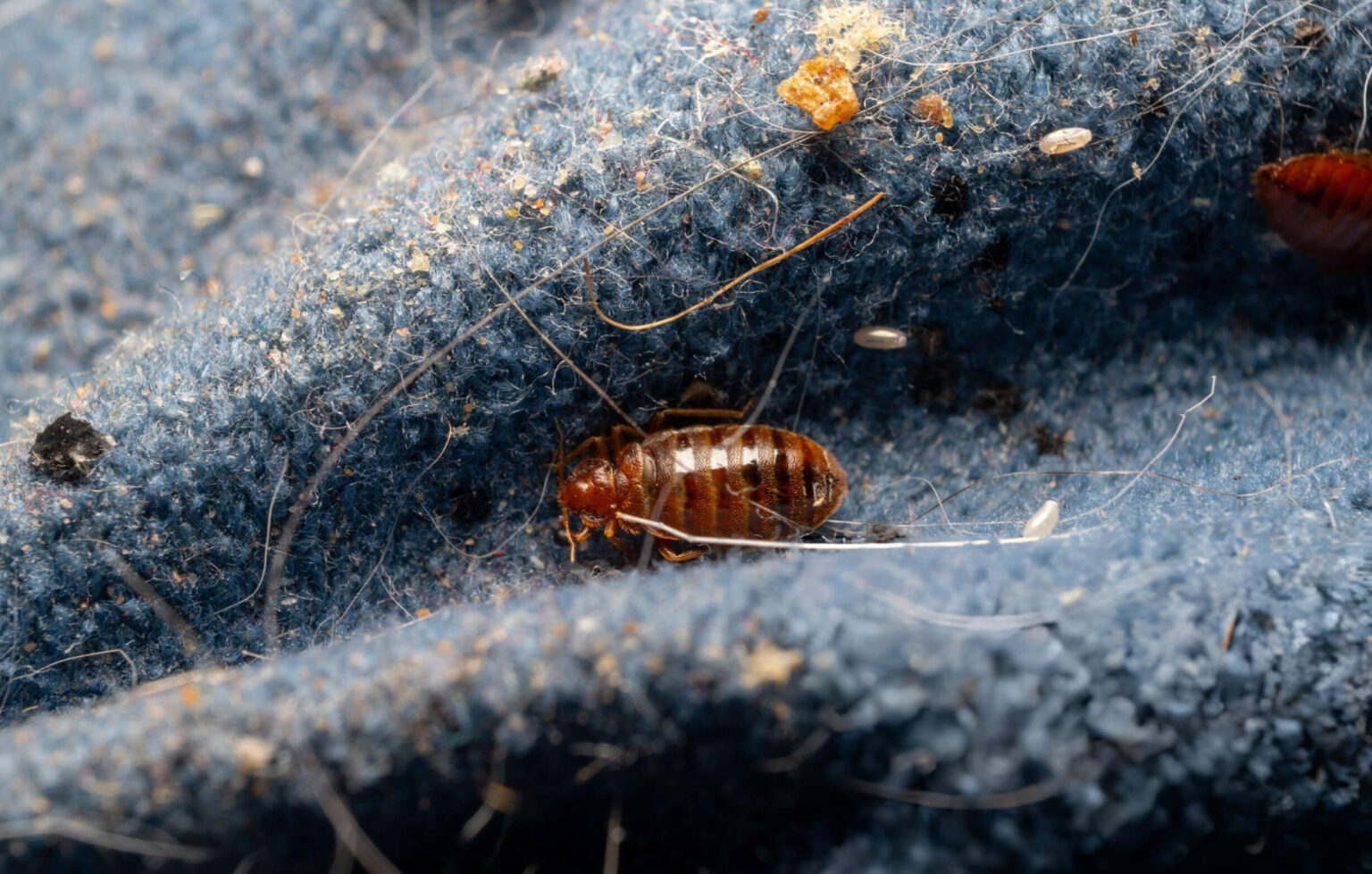 Moth Treatment Pros professional service photo – expert pest control London