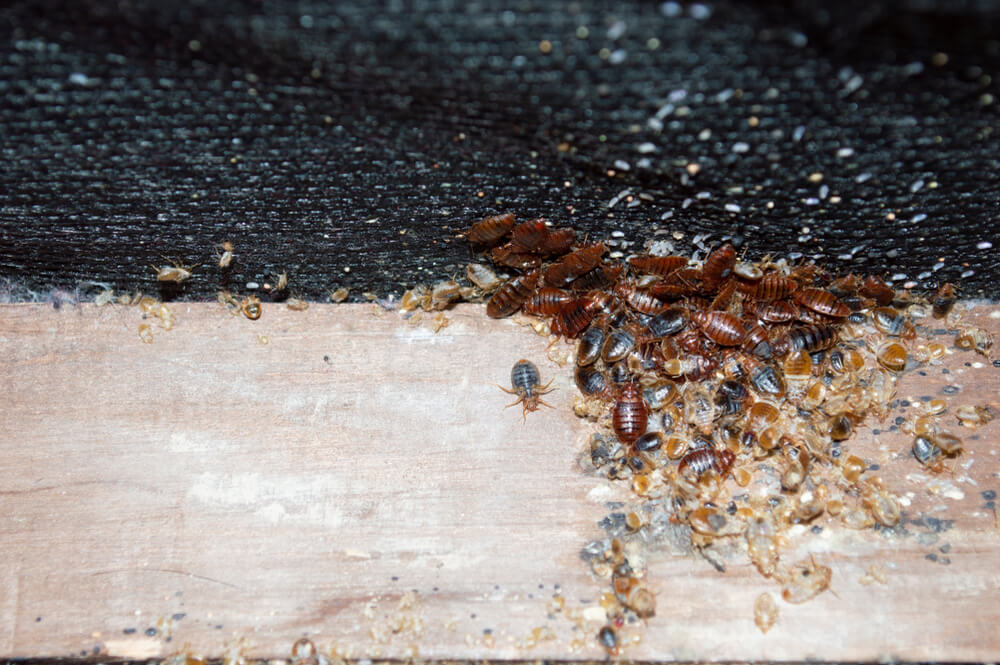 Professional moth treatment image showing expert pest control service