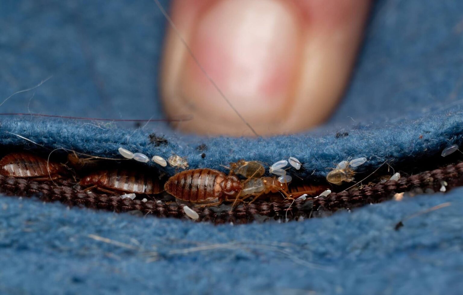 Close-up image of bed bugs for identification – professional bed bug treatment