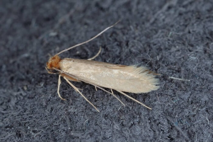 Gallery photo of carpet moth treatment by professional pest control technicians