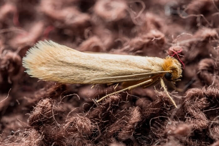 Carpet moth treatment process showing professional pest control methodology