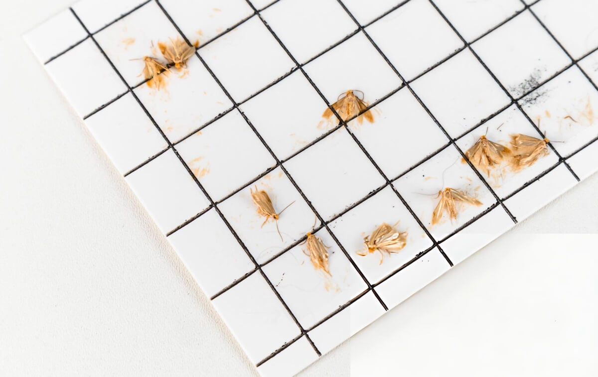 Professional moth monitoring service to detect and prevent infestations